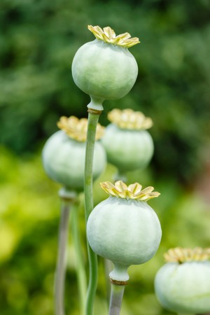 Macro of green poppy (Papaveraceae) seed headsの写真素材