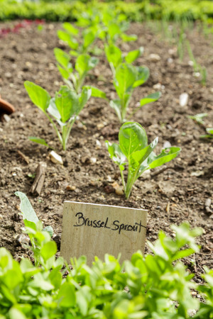 Brussel spouts grow in a vegetable gardenの写真素材