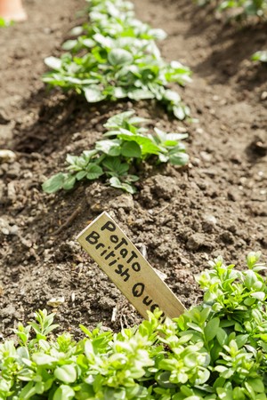 A row of potato plants growing in a kitchen gardenの写真素材