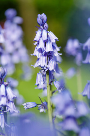 Closeup of bluebell flowers blue bell gardenの写真素材