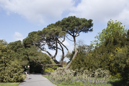 London, UK - April 18, 2014. Trees in the grounds of Kew Botanic Gardens. The gardens were founded in 1840 and are of international significance for botanical research and education.のeditorial素材