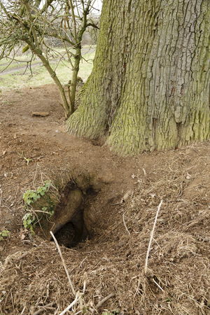 Entrance to a badger hole in the UK countrysideの写真素材