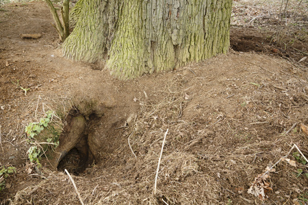 Entrance to a badger sett in the woodsの素材 [FY310100084504]