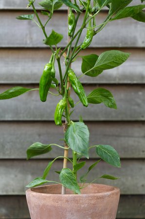 Padron chilli peppers growing on a plant in a pot. The peppers are popular as a Spanish tapas dishの写真素材