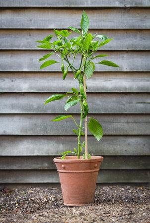 Padron chilli peppers growing on a plant in a terracotta pot. The peppers are popular as a Spanish tapas dishの写真素材