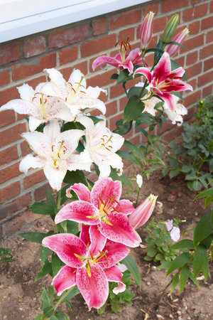 White and pink Stargazer oriental lily flowers, lilies in a flower bedの写真素材