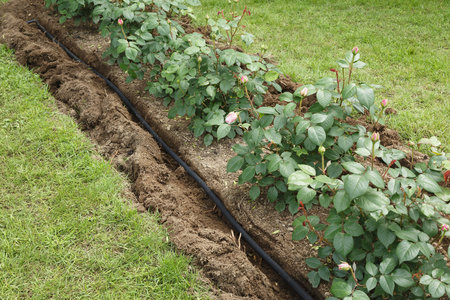 Soaker hose in a trench for water irrigation to a flower bed with rosesの写真素材