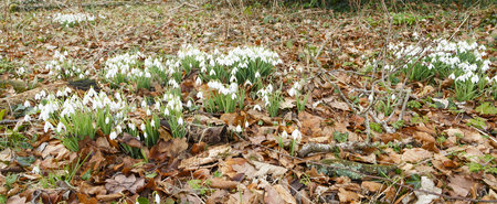 Snowdrops grow in a woodland forest with the ground covered with leavesの写真素材