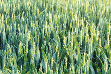 Closeup of wheat grain growing in a field in the countrysideの写真素材