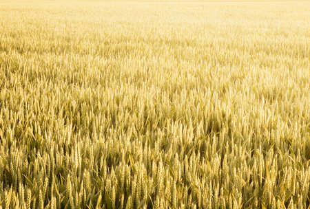 Ripe crops in a wheat field in the summer before harvestの写真素材