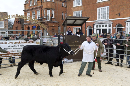 Winslow, UK - November 26, 2018. Cattle are sold by auction at the Winslow Primestock Show. The show is an annual event held in the historic market town in Buckinghamshireのeditorial素材