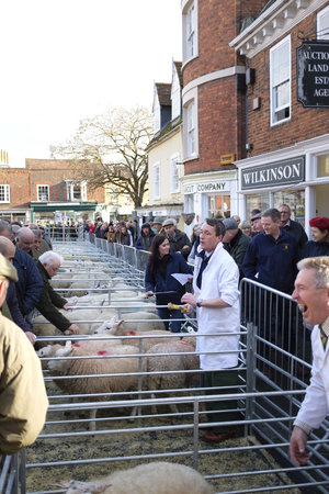 Winslow, UK - November 26, 2018. Sheep are sold by auction at the Winslow Primestock Show. The show is an annual event held in the historic market town in Buckinghamshireのeditorial素材