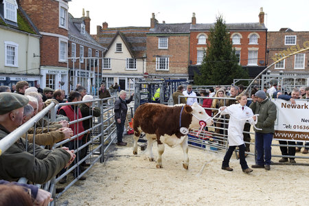 Winslow, UK - November 26, 2018. Cattle are sold by auction at the Winslow Primestock Show. The show is an annual event held in the historic market town in Buckinghamshireのeditorial素材