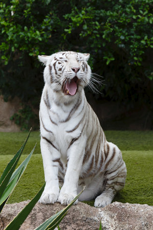 Portrait of a white tiger sitting yawning. The white tiger is a pigmentation variant of the Bengal tiger.の写真素材