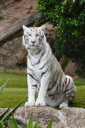 Portrait of a white tiger. The white tiger is a pigmentation variant of the Bengal tiger.の写真素材