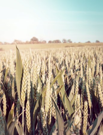 Closeup of heads of wheat in a field with sun flare and vintage color toningの写真素材