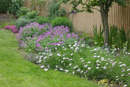 Garden flower bed (flowerbed) with cape daisies and geraniums in a typical English gardenの写真素材