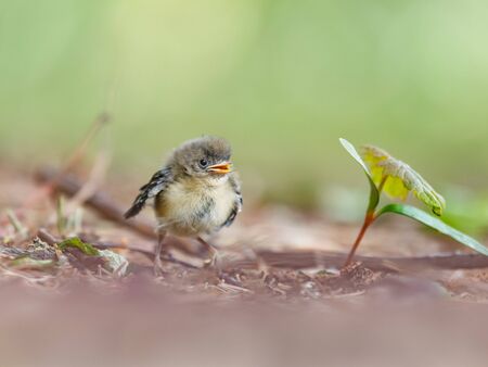 Goldcrest chick, fledgling baby bird next to a seedling.  The Goldcrest, Regulus regulus is Britains smallest bird.の写真素材