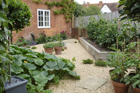 Vegetables growing in a kitchen garden back yard squash pumpkin and tomato plantsの写真素材