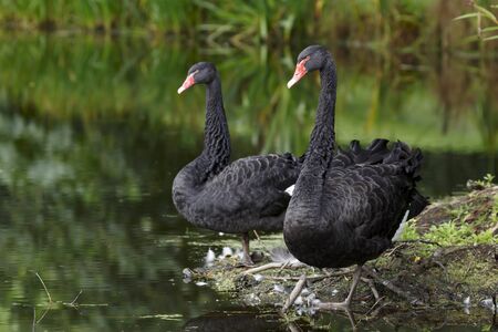 Black swans standing at the edge of a lake in England, UKの写真素材
