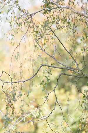 Silver birch tree branches and leaves detail with soft light and pastel autumn fall coloursの写真素材