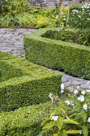 Box hedge, buxus sempervirens, in an English garden in the UKの写真素材