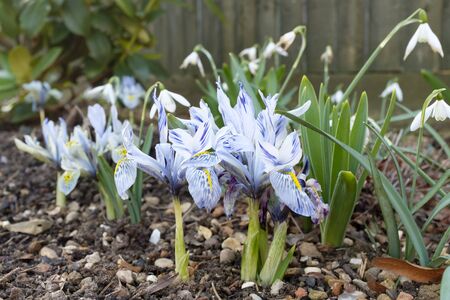 Dwarf iris flowers (Katharine Hodgkin) growing in a garden flowerbed, UKの写真素材