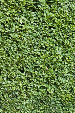 Buxus hedge, green box or boxwood background or textureの写真素材