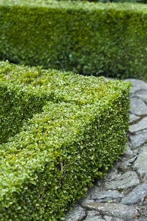 Buxus sempervirens, box clipped hedge in a formal garden, UKの写真素材