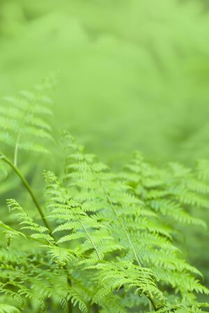 Fern background, bracken ferns organic texture templateの写真素材