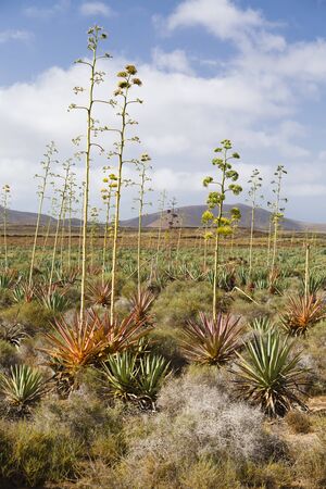 Flowering agaves or piteras in Fuerteventura landscape, Canary Islandsの写真素材