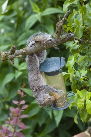 Grey squirrel eating from a bird feeder in an English garden, UKの写真素材