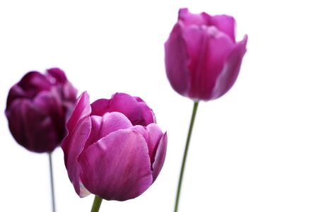 Side view of purple tulips, latin name tulipa, isolated against a white background.の写真素材