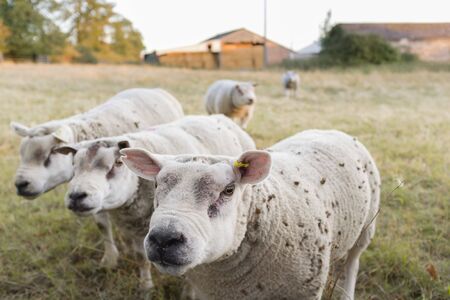 Male sheep, faces of rams in a field in England, UKの写真素材