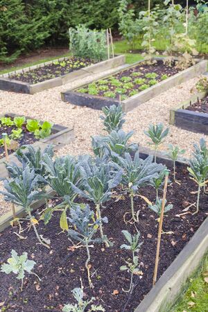 Vegetable garden with raised beds in Autumn. Kale (brassica) is growing in the foreground, UKの写真素材