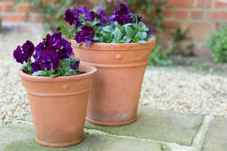 Pansy flowers, purple pansies, winter to spring flowering Pansy Ruffles plants in garden pots on a patio, UKの写真素材