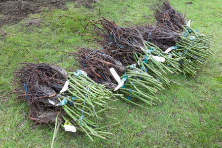 Bare root rose plants, shrub roses bare rooted for planting a rose hedge, UKの写真素材