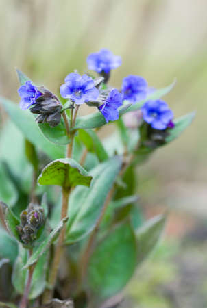 Lungwort or pulmonaria blue ensign in flower, pulmonaria angustifolia plant, UKの写真素材