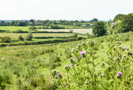 Field of wild flowers (common thistle) in Buckinghamshire countryside, Aylesbury Vale, UKの写真素材