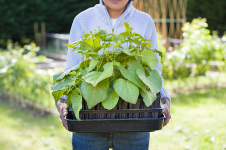 British Asian woman gardening, holding a tray of root trainers with runner beans in an English vegetable garden, UKの写真素材
