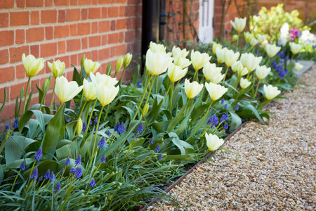 Tulips and muscari (grape hyacinth) growing in a garden flowerbed, spring flower bed, UKの写真素材