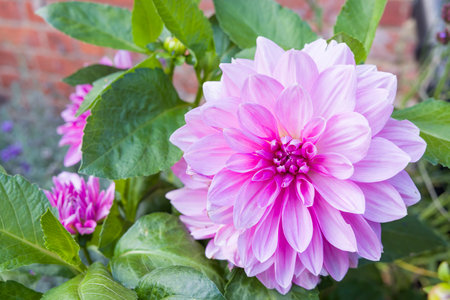 Dahlias growing in a garden, UK. Detail of flower and leaves of a dahlia bushの写真素材