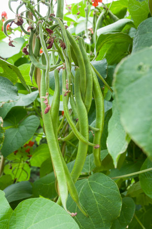 Runner bean plants growing in a vegetable patch of a garden in England, UKの写真素材