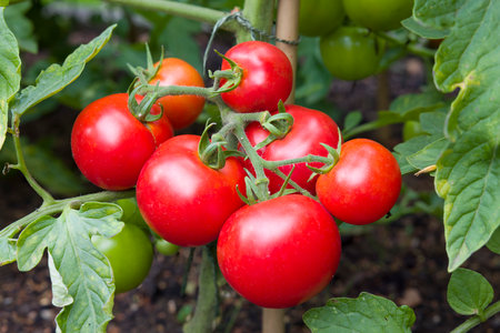 Ripe red tomatoes growing on a vine in a vegetable garden, England, UKの素材 [FY310162191234]