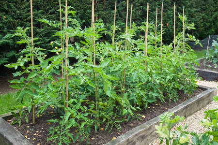 Tomato plants growing outdoors in a garden in England, UKの写真素材