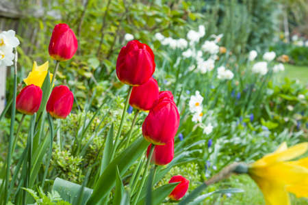 Spring garden with tulip and daffodil flower borders in a domestic garden, UKの写真素材