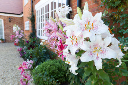 Oriental lilies, Muscadet lily in a flower border, English garden, UKの写真素材