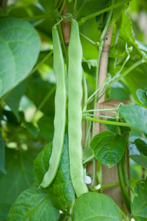 French beans Hunter (phaseolus vulgaris) growing on a plant, crop of climbing common beans ready for...