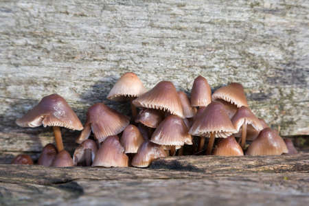 Wild mushrooms growing on an oak log in woods, clustered bonnet mushrooms (mycena inclinata), UK