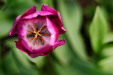 Tulip flower, tulipa, viewed from above with a background of green foliage,UK. Shallow depth of...